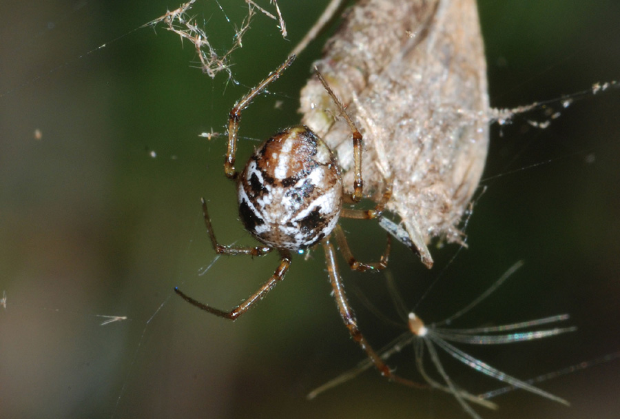 Phylloneta sp. (Theridiidae).